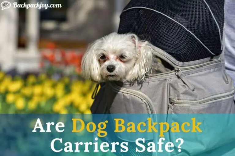 6 Reasons Are Dog Backpack Carriers Safe